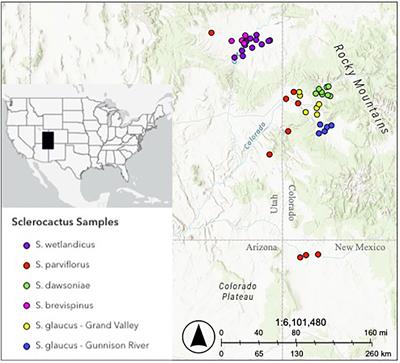 Conservation genetics of Sclerocactus in Colorado: the importance of accurate taxonomy to conservation